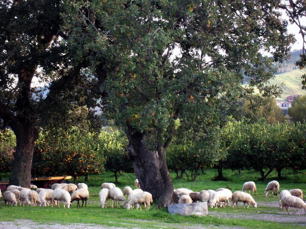 Barone Gr Macri Agriturismo Modi 杰拉切 外观 照片